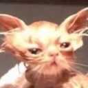 aglayansumuklubocek avatar