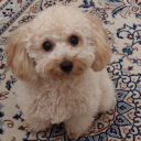 agnes-of-wonderland avatar