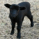 agnosobsidius avatar