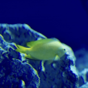 agnostic-buddhist avatar