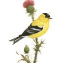 agoldfinch avatar