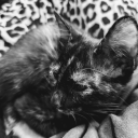 agraveyardofwords avatar