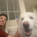 agrazingturtle avatar