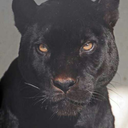 agridoce-e-bipolar avatar