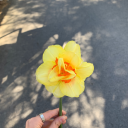 agrio-louloudo avatar