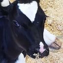 agro-carnist avatar