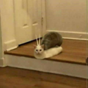 aguacate-del-mal avatar