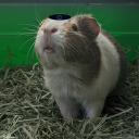 aguineapigcouldntdothis avatar