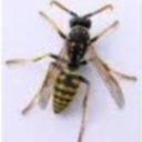 aha-ha-wasp avatar