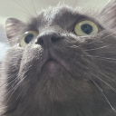 ahasiw-okitowin avatar