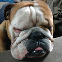 ahche-igor-jhacin avatar