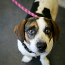 ahippyaftermidnight avatar