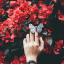 ahirzamanyolcusu avatar