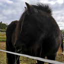 ahorserelatedblog avatar