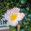 ahorticulture avatar