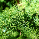 ahoycaptainbubbles avatar