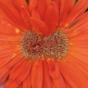 ahundredbunnies avatar