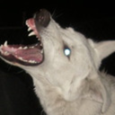 aiden-is-not-real avatar