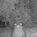 aidenchidseyart avatar