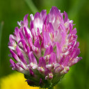 aidencloverwritesstuff avatar