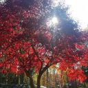 aidoneus-hades avatar