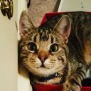 ainthatjusthewayy avatar