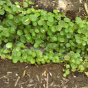 air-chrysalis avatar