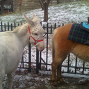 airwavesmusic avatar