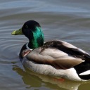 aismallard avatar