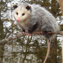 aj-opposum avatar