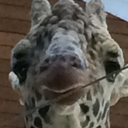 ajudgmentalgiraffe avatar