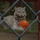 aka-why-not-here avatar