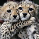 akillerssmile avatar