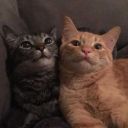 akilvarmantikyok avatar