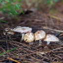 akraticindividual avatar