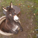 al-val-meadow avatar