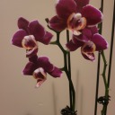 alabaster-rose13 avatar