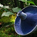 alabaster-time-lord avatar