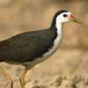 alangrahim-blog avatar