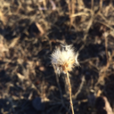 alannismarelen avatar