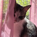 alarming-prism avatar