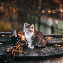 alaskalechatsauvage avatar