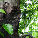 alatariel-grey avatar