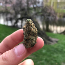 albanian-papi avatar