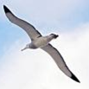 albatross1967 avatar