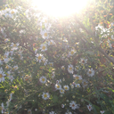 albertinatheartist avatar