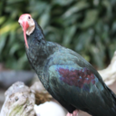 albertthealpaca avatar