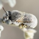 albi-bumblebee avatar