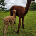 albino-ottsel avatar