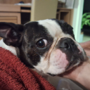 albinocapybara avatar